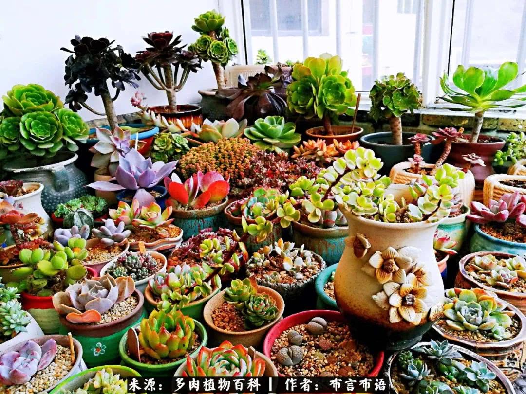 从多肉上感悟人生,多肉的真实生活感悟