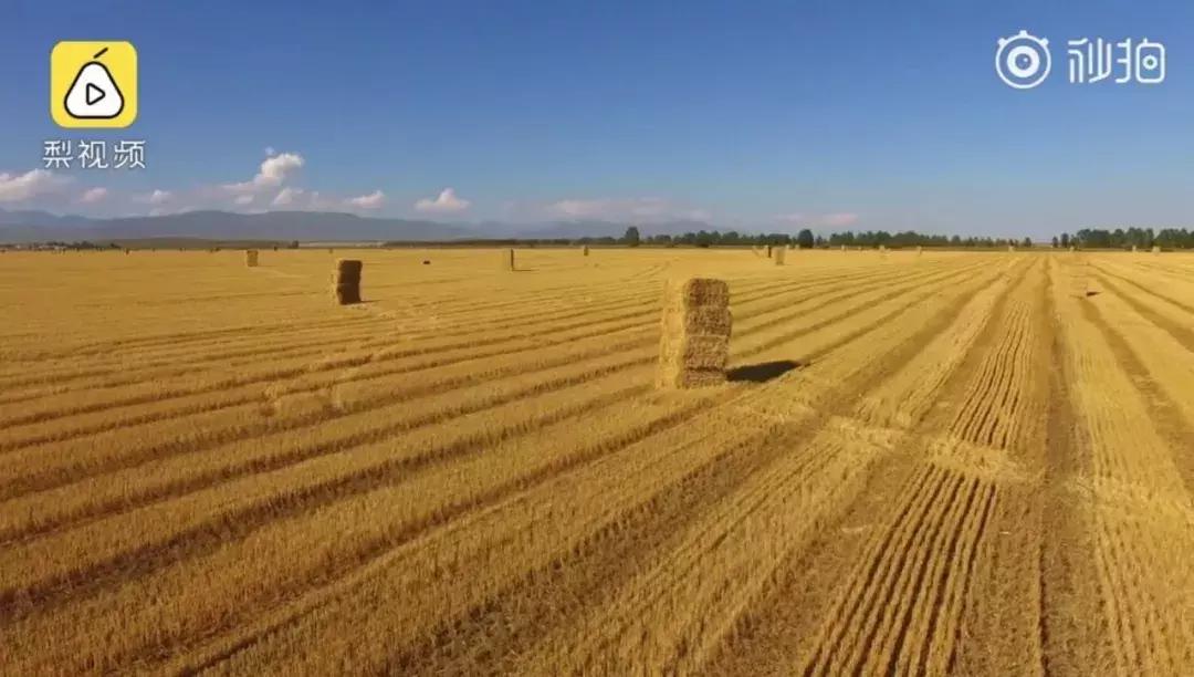 男子开车在路上遛马,男子开车在路上溜马