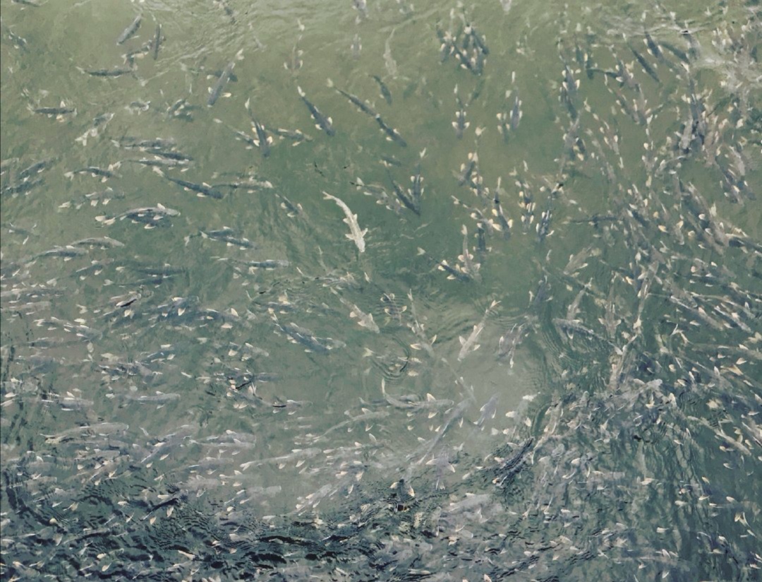 它是海北最没存在感的县，却像一杯青海的熬茶，越喝越有味道