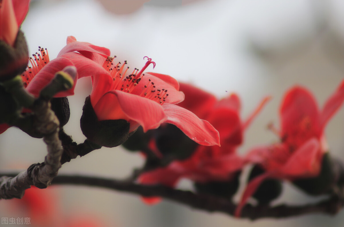 即将开花的十种植物,先长叶后开花的植物