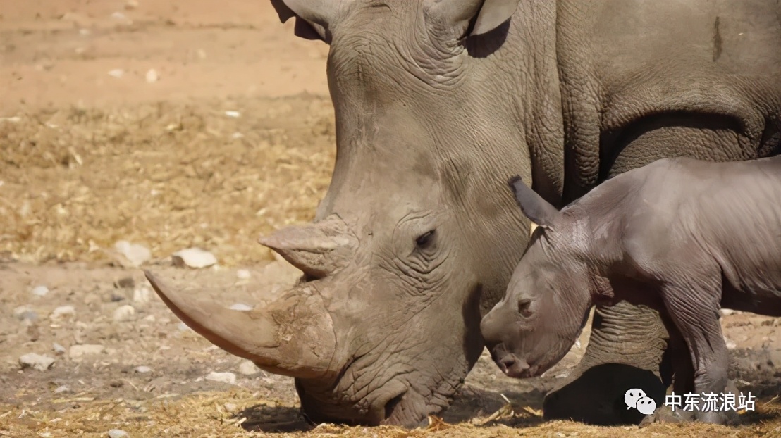 巴以观察：以色列总统限量版啤酒您喝过吗？