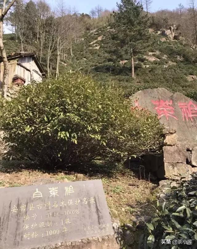 中国顶级茶叶排行榜,中国顶级茶叶排行榜你喝过哪些茶