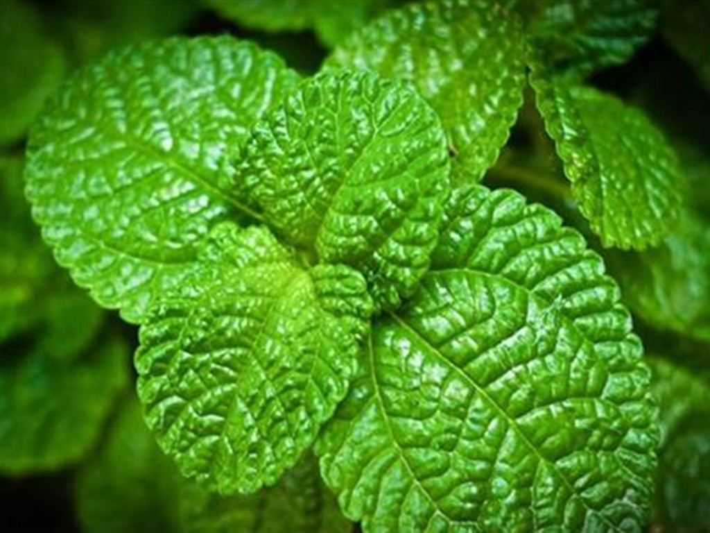 薄荷的繁殖方法和注意事项盆栽,薄荷的繁殖方法及操作特点视频