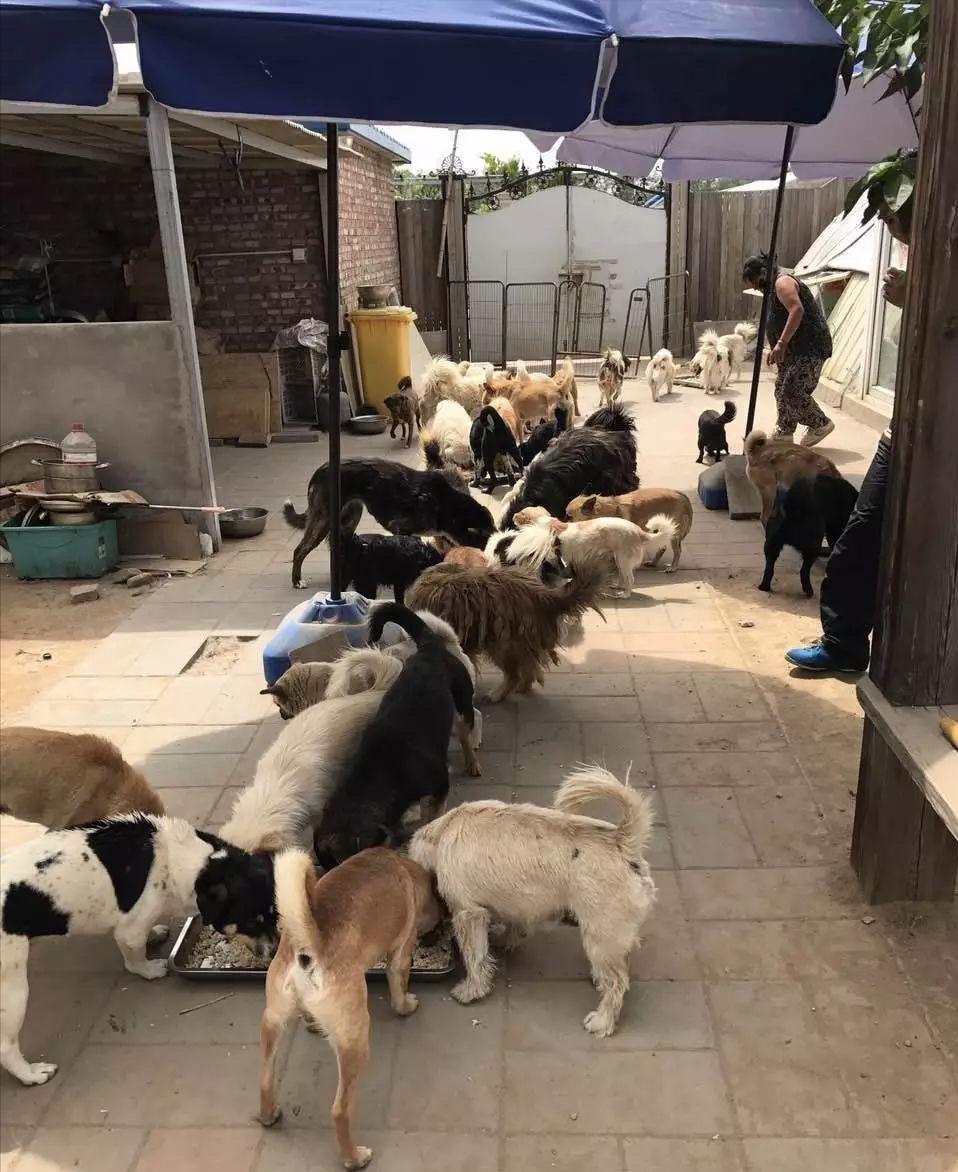 咬伤女童黑犬如何处置,被野狗咬伤如何索赔找不到主人