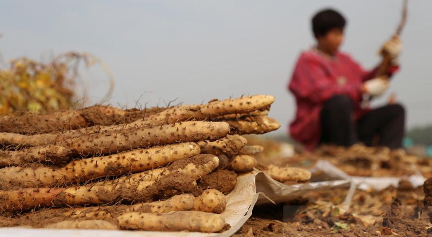 种植山药产量上不去？这4点工作做到位，山药产量高、品质佳