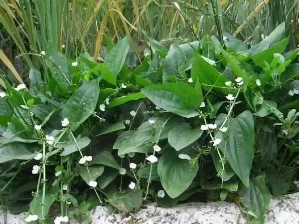 水稻直播除草技术大全,旱直播水稻二次封闭怎样用药