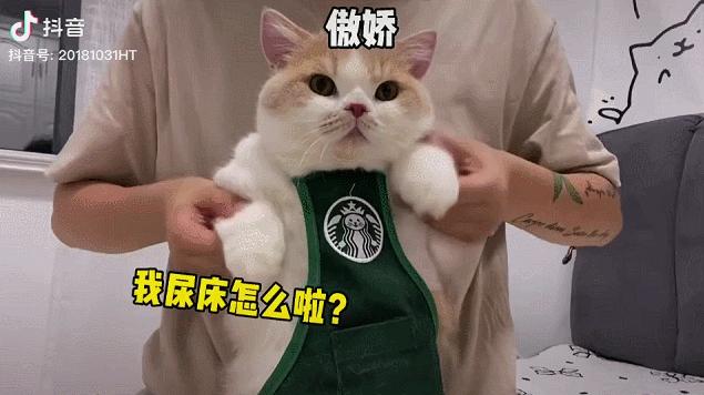 抖音特别能尿床的猫,猫咪尿床发抖音