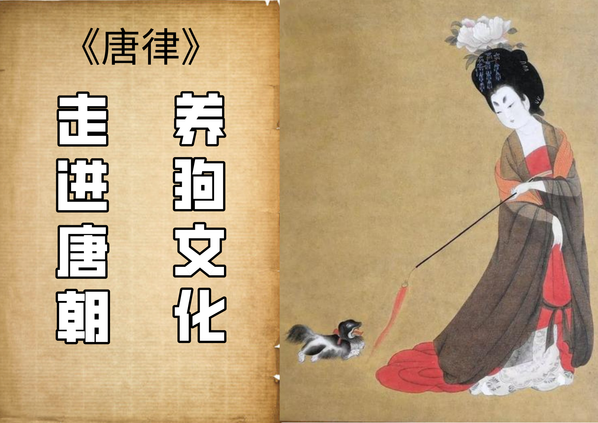 养狗管理条例什么时候实施,养狗条例哪年颁布的