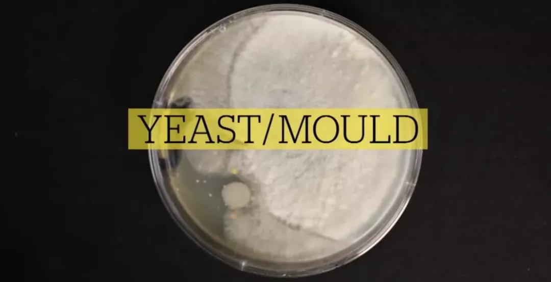 口红别人使用过的会携带细菌吗,专柜口红试用装会传染疾病吗