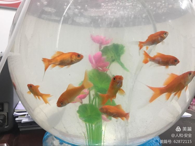 陕西省渭南市临渭区人和小学,临渭区人和小学