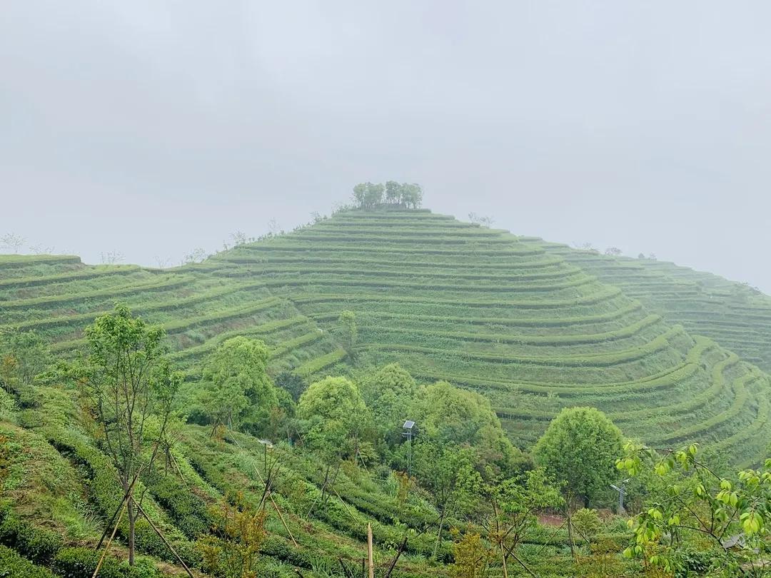 福建人游福建|厦航国旅首发团，邀您一起共赏好*光春**