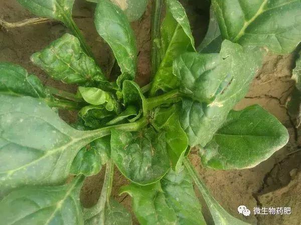 菠菜发黄不生长是什么原因,阳台种的菠菜发黄怎么回事