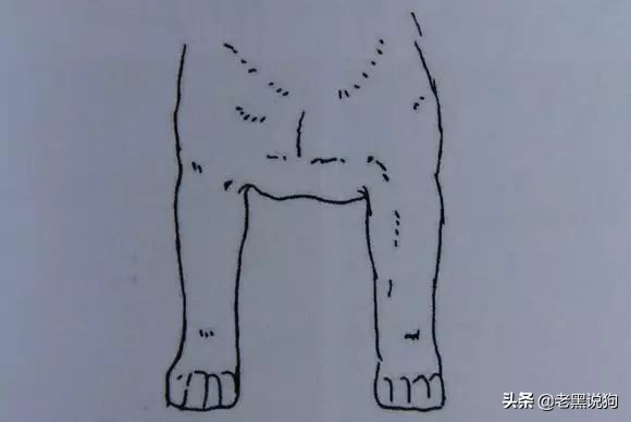 蓝法斗长大后毛色变化,国际认可纯种法斗毛色