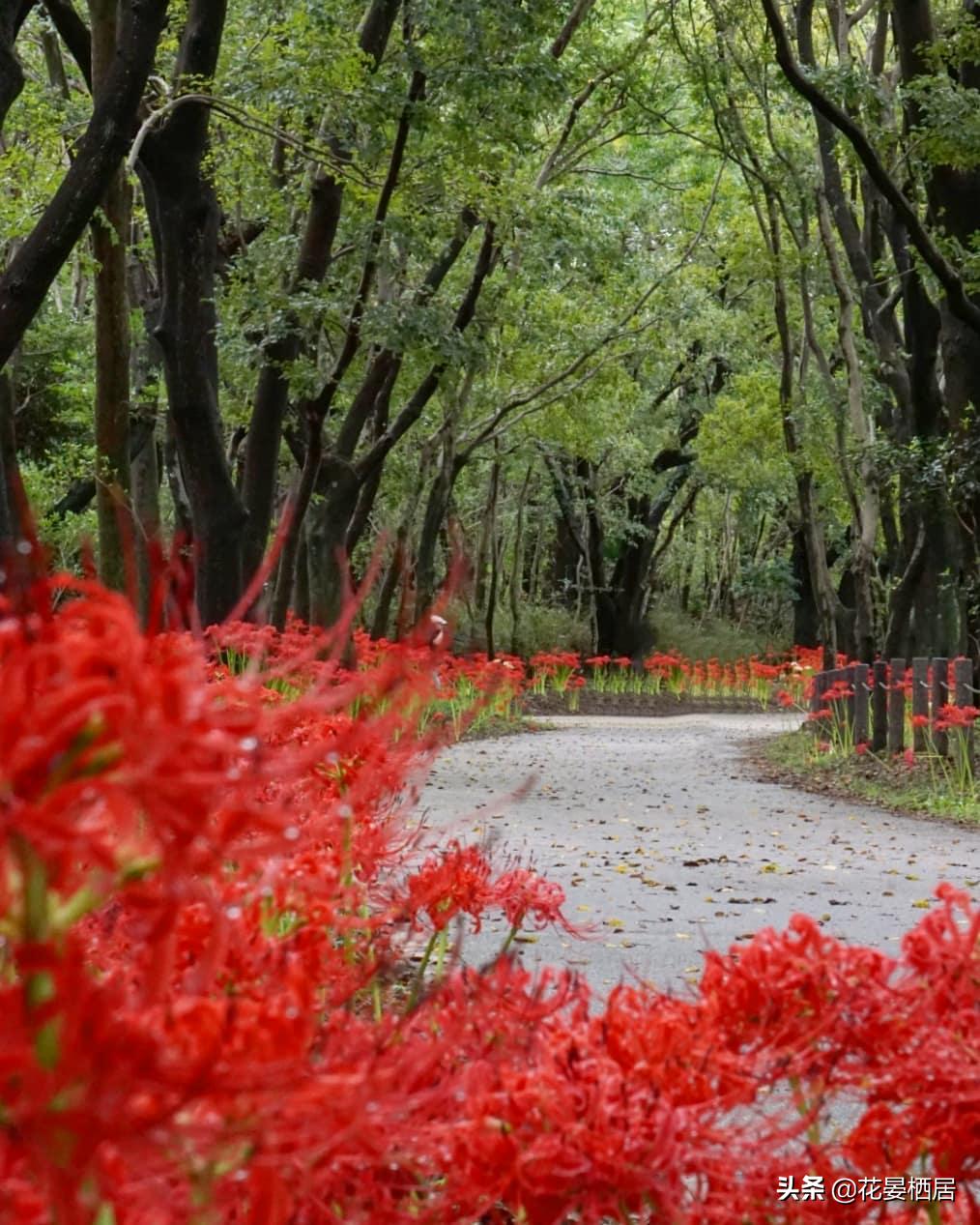 忘川的彼岸花，莲华经的接引之花“曼珠沙华”，原来是石蒜花呀