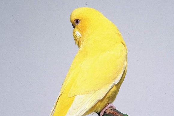 虎皮鹦鹉一共几种颜色,虎皮鹦鹉哪个品种最聪明