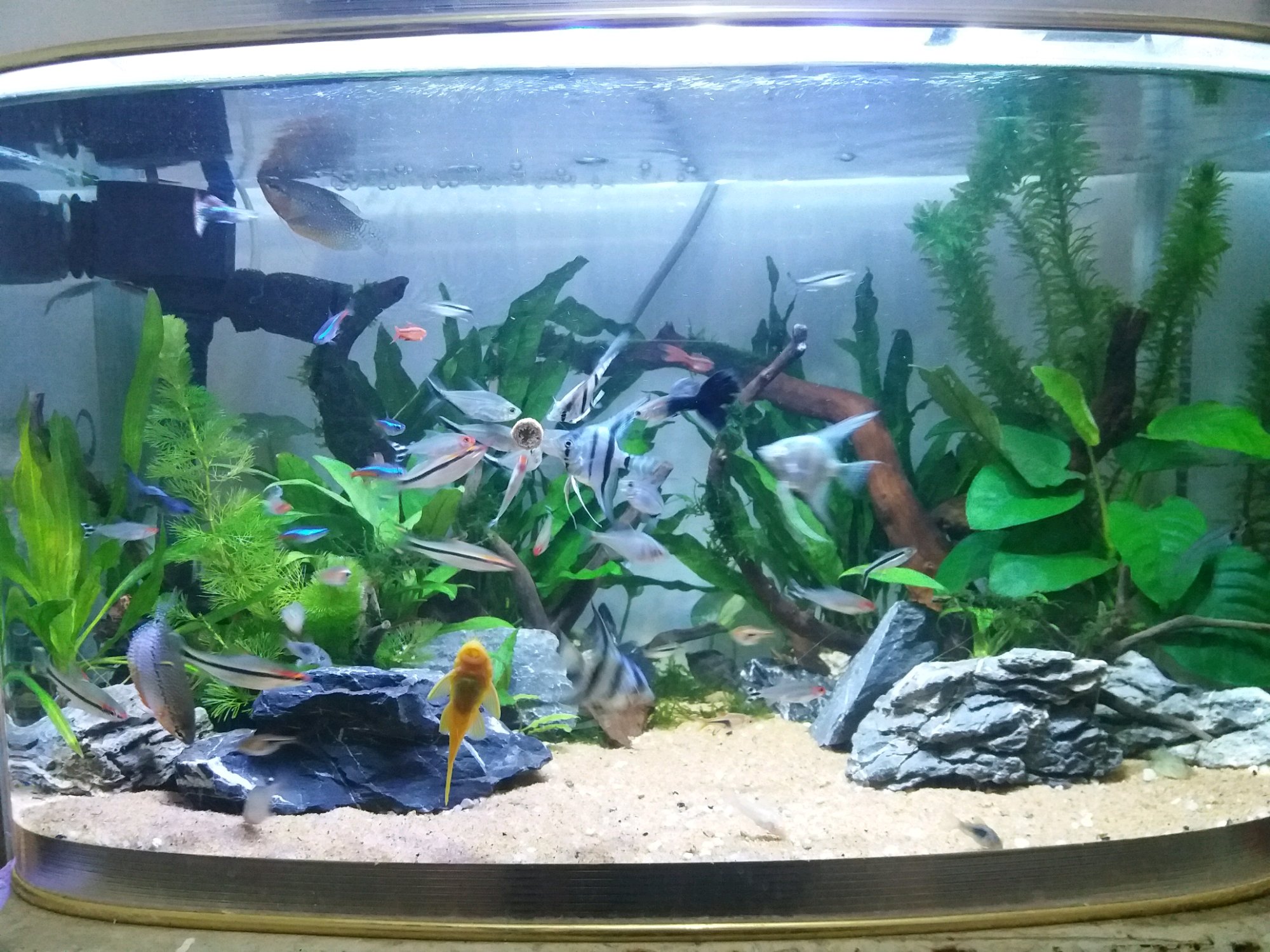 想养鱼但是不想买鱼缸,想养鱼但是不想换水