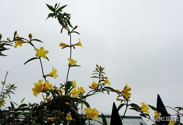 法国香水茉莉爬藤盆栽怎样栽种,香水茉莉花苞