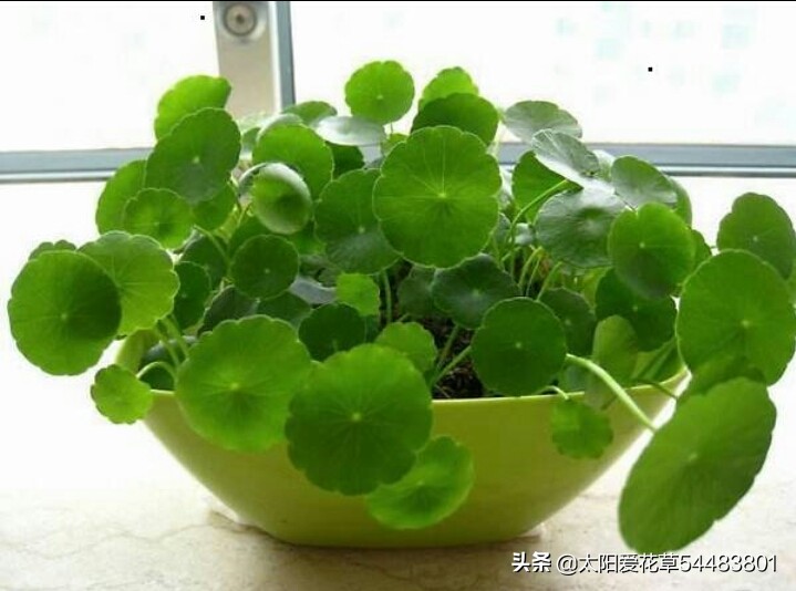 绿植浇什么水又绿又好,绿化植物怎样高效浇水