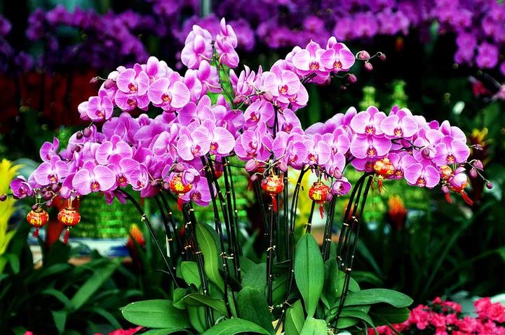 花市买花最忌讳什么,花市买花的寓意