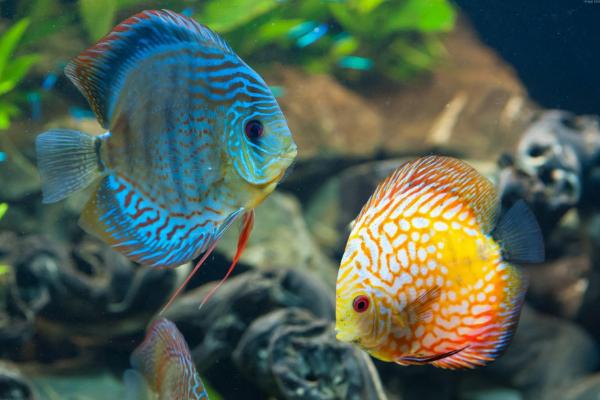 养鱼鱼眼发白怎么治,观赏鱼鱼眼凸起怎么治疗