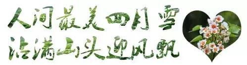 再过2天！仁寿森林音乐节来了，桐子花开满山头，粉白若雪！