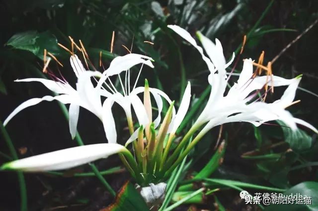 你见过如此珍贵的兰花吗,带你了解兰花