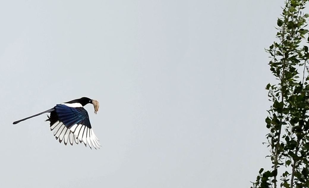 喜鹊吃麻雀幼鸟,喜鹊成灾攻击老鹰圈养麻雀