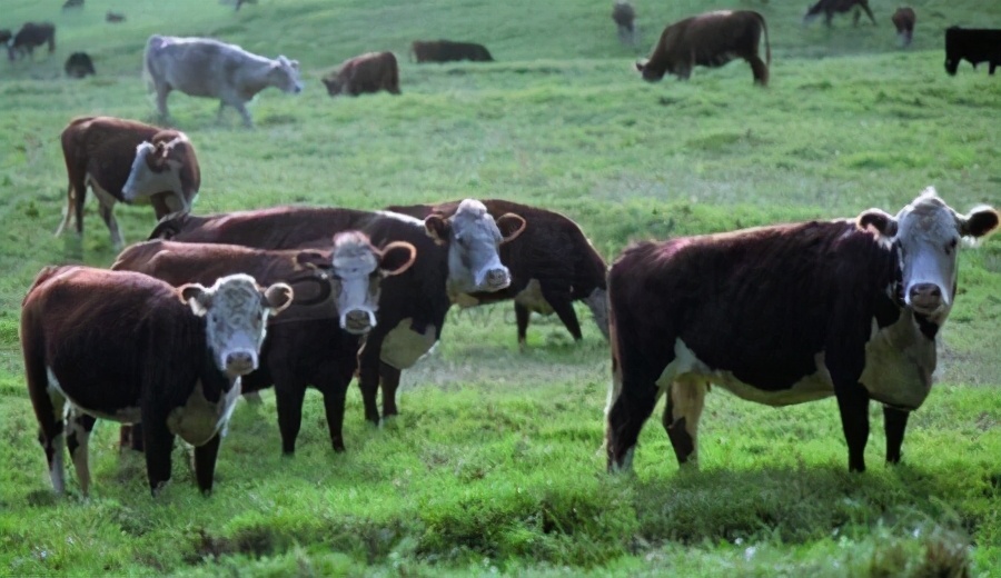 阿根廷，一个当年的十大富裕国家，是如何把自己折腾成破落户的