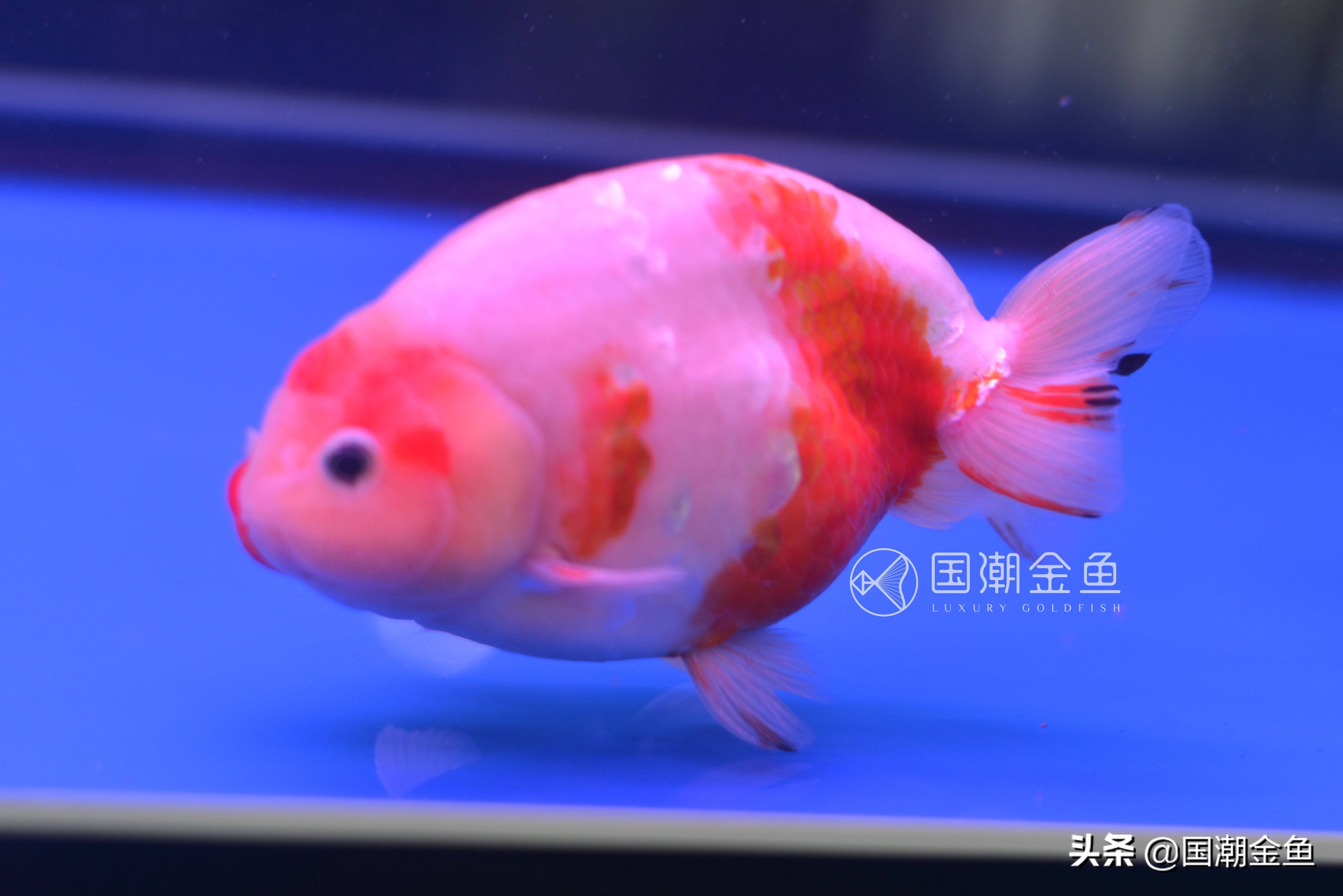 鱼病烂鳃用什么药,鱼病烂鳃是怎么样的