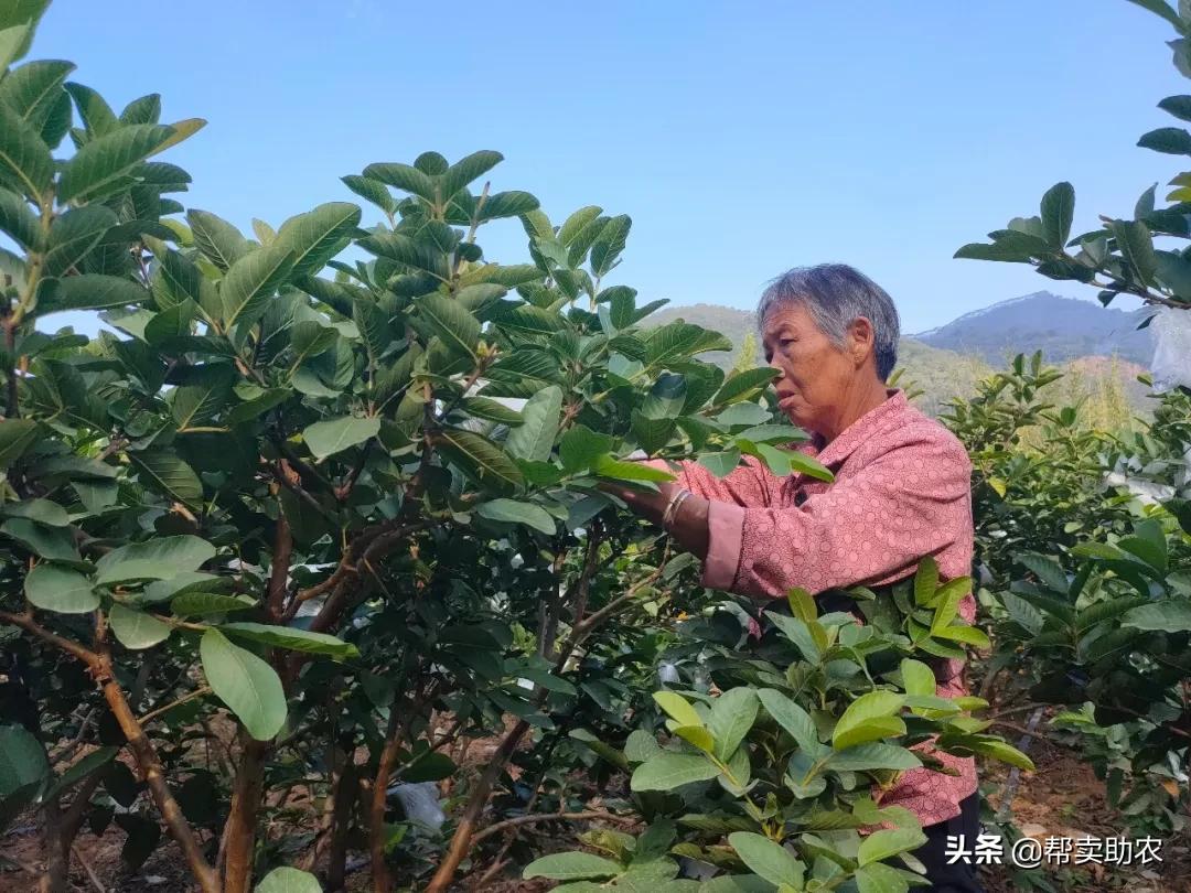水果中脂肪含量高的水果,低糖高纤维的水果