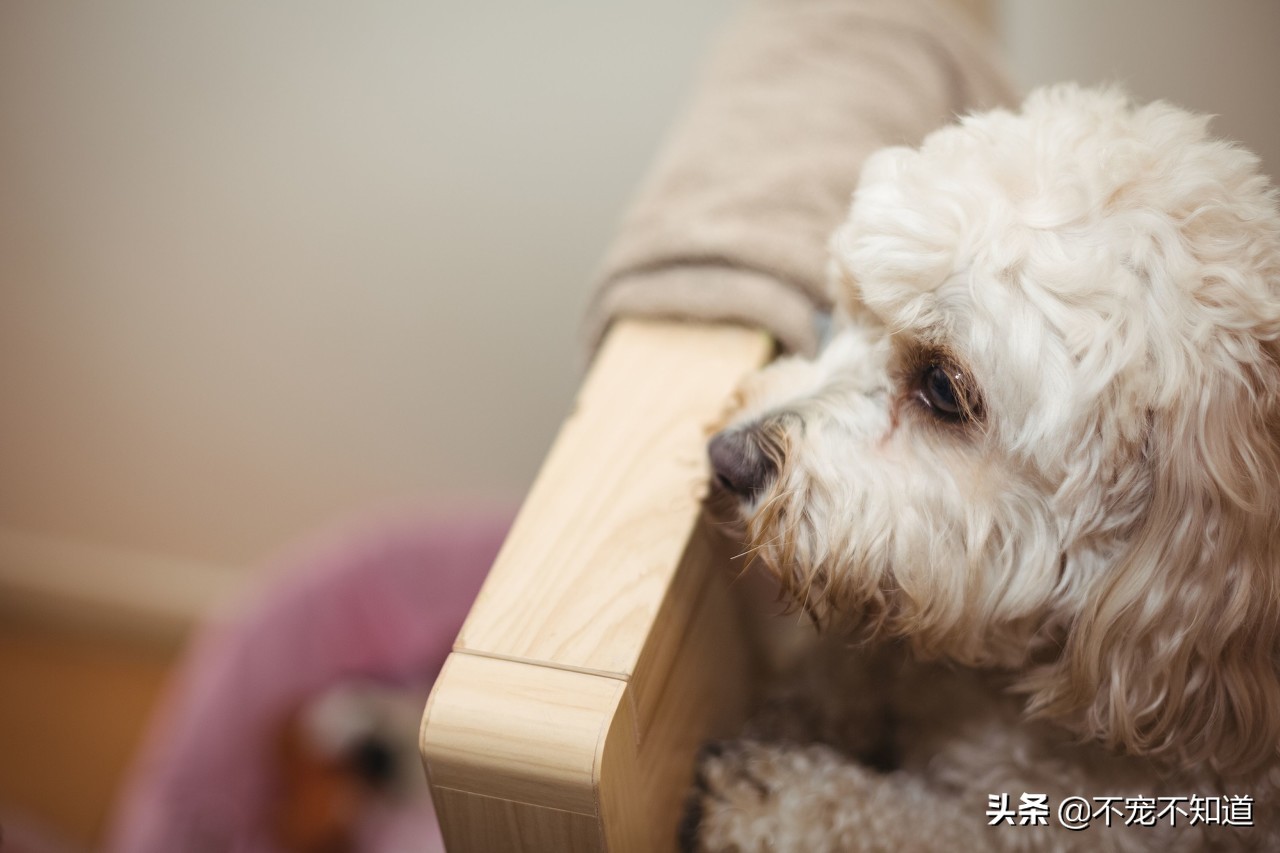 狗狗大便拉稀还拉血怎么回事,狗狗大便后擦纸有血怎么回事