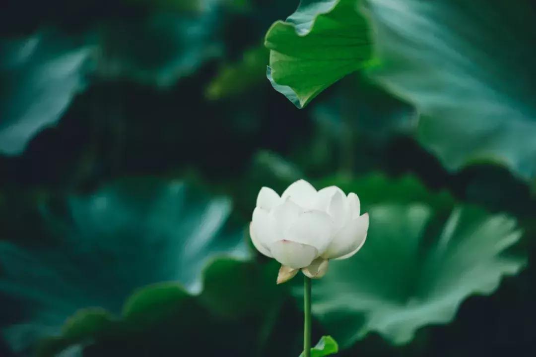 成都最美荷花池,成都荷花池有哪些