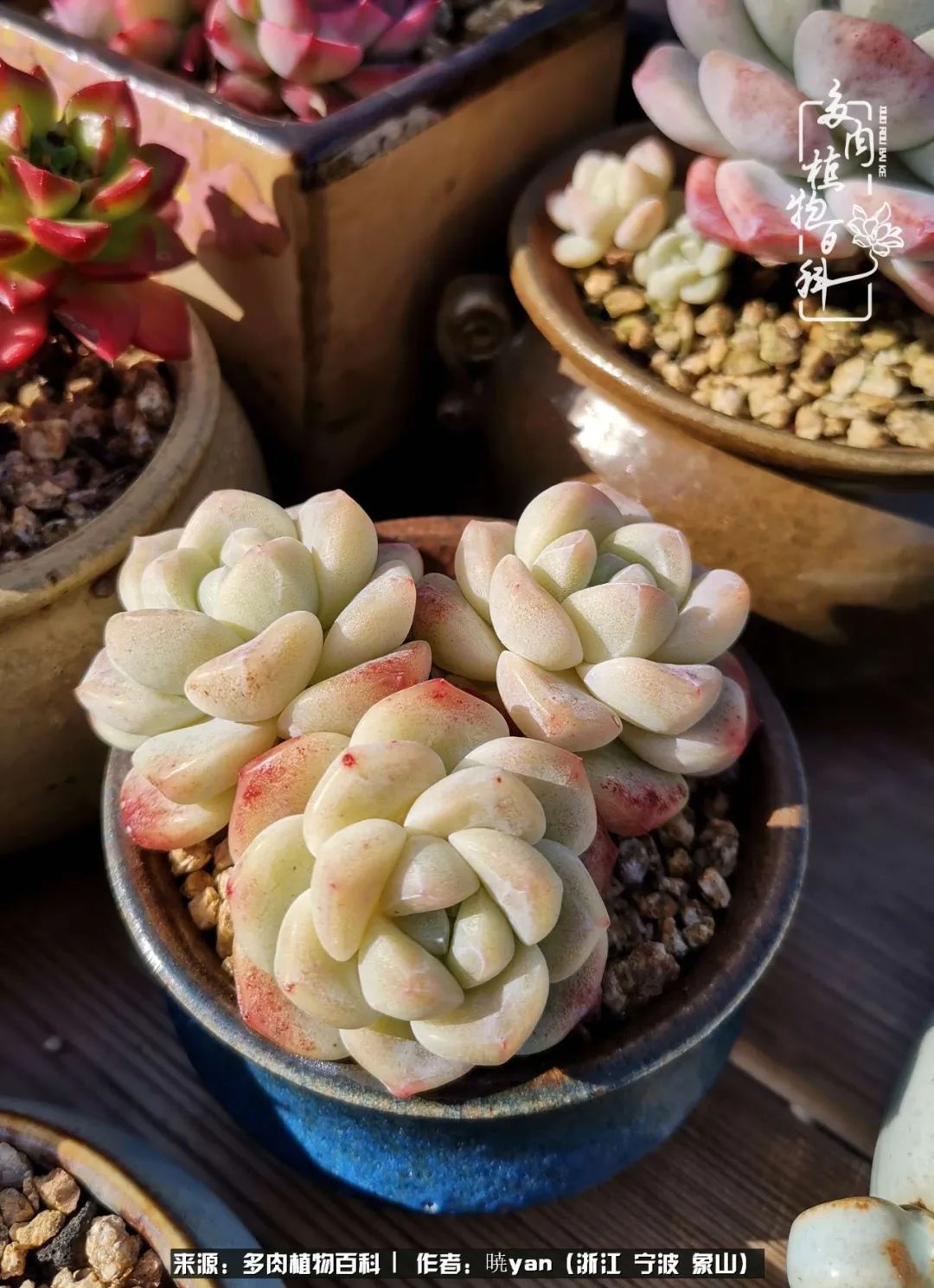 多肉初级入坑者,入坑多肉