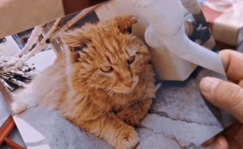 二十多岁进宫，在紫禁城中撸猫8年，她揭开了不为人知的故宫往事