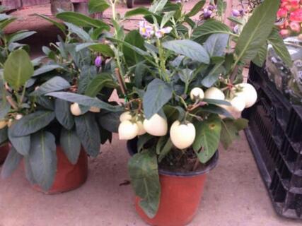 王大妈种菜视频大全,王大妈种菜