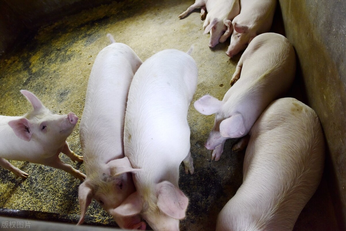 猪病后期腹式呼吸的原因,猪皮肤发紫是什么病如何治疗