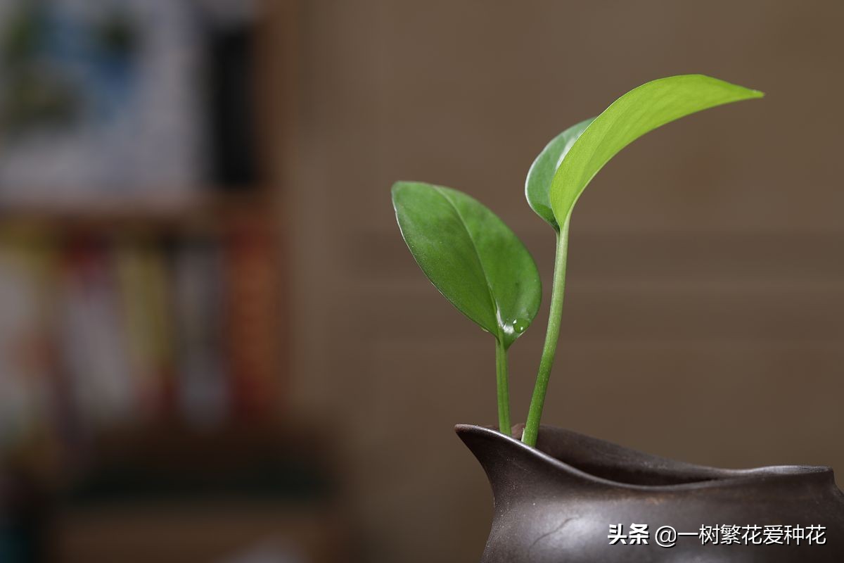 怎样才能把绿萝养得又绿又好,绿萝叶子绿怎么治