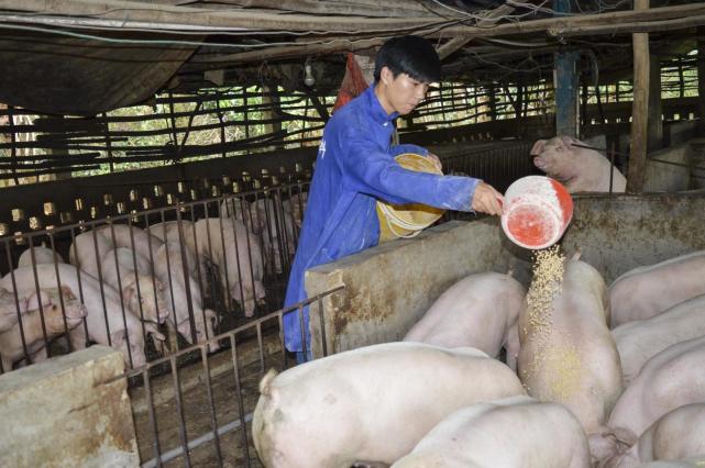 美国猪肉进口多少钱一斤 (美国猪肉进口中国多少钱一斤)