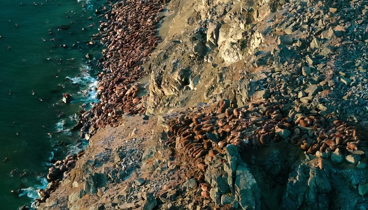 浮冰上的王者—海象，象牙既是拐杖也是长矛，因冰面融化群体跳崖