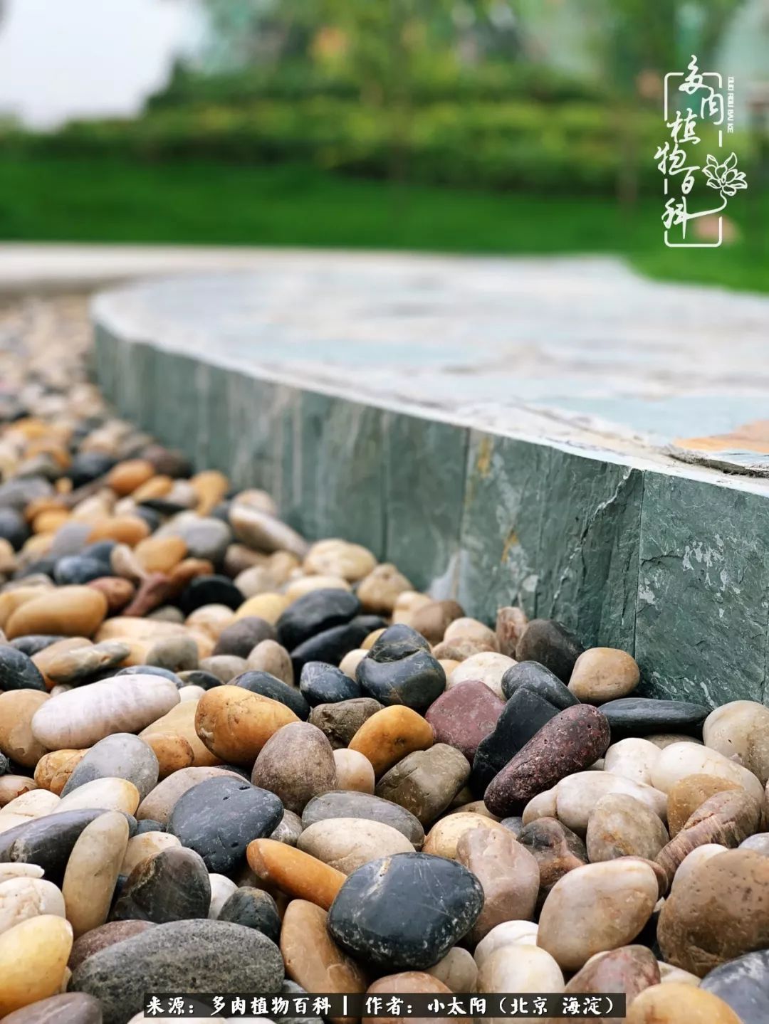 来自多肉的顽强生命力,与多肉朝夕相伴的美好时光