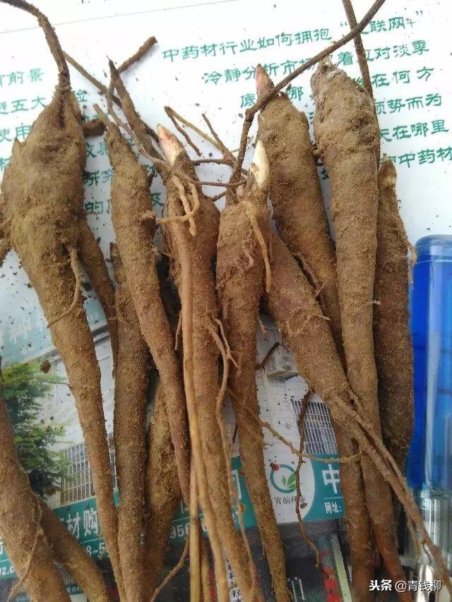 唐山白芍种苗种植技术,古浪县白芍种植