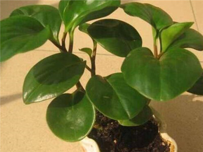 碧玉怎么养开花,碧玉怎么养成老桩