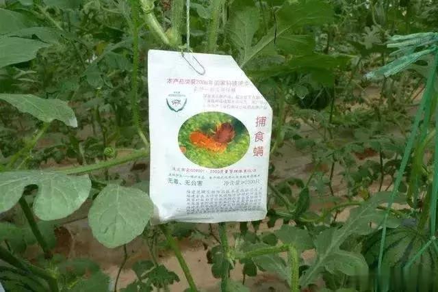 谁在保卫大棚蔬菜不被害虫啃光？这里正上演“以虫治虫”的“微型战争”