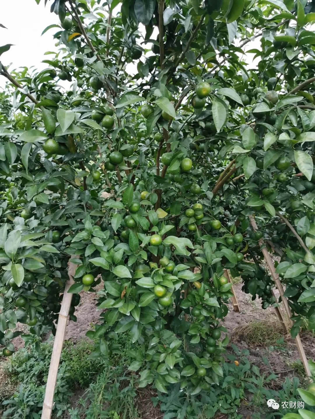 到底什么时候打着色剂好？用了几年的果农告诉你，实际效果如何