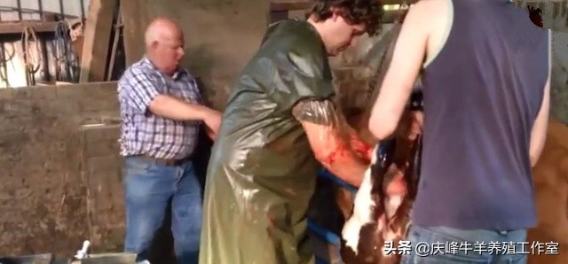 母牛难产怎么办？你就看看这个牛医怎么着