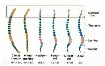 如何让宝宝头型好,如何判断宝宝头型看这一篇就够了