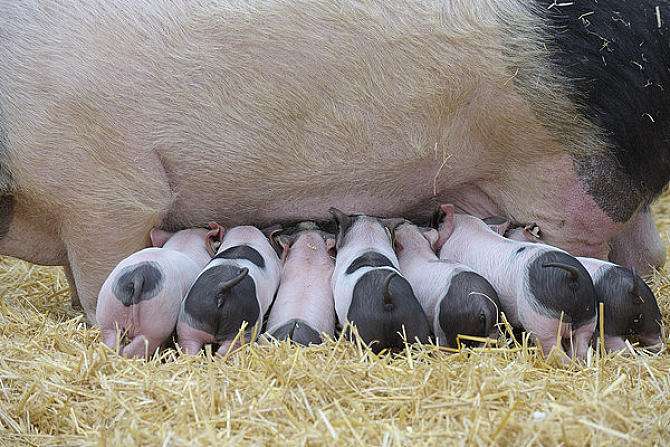 怎么确认*猪种**妊娠,预产期推算及分娩接产技术!