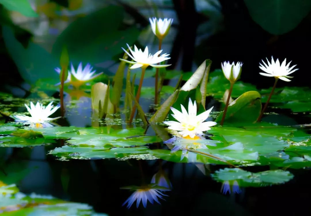 睡莲种子怎么养全过程,睡莲从种子开始养怎么养最好