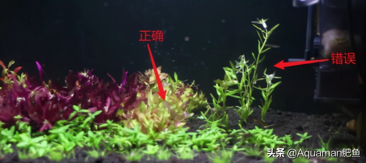 便宜又好养的水草推荐,好养又便宜的水草推荐