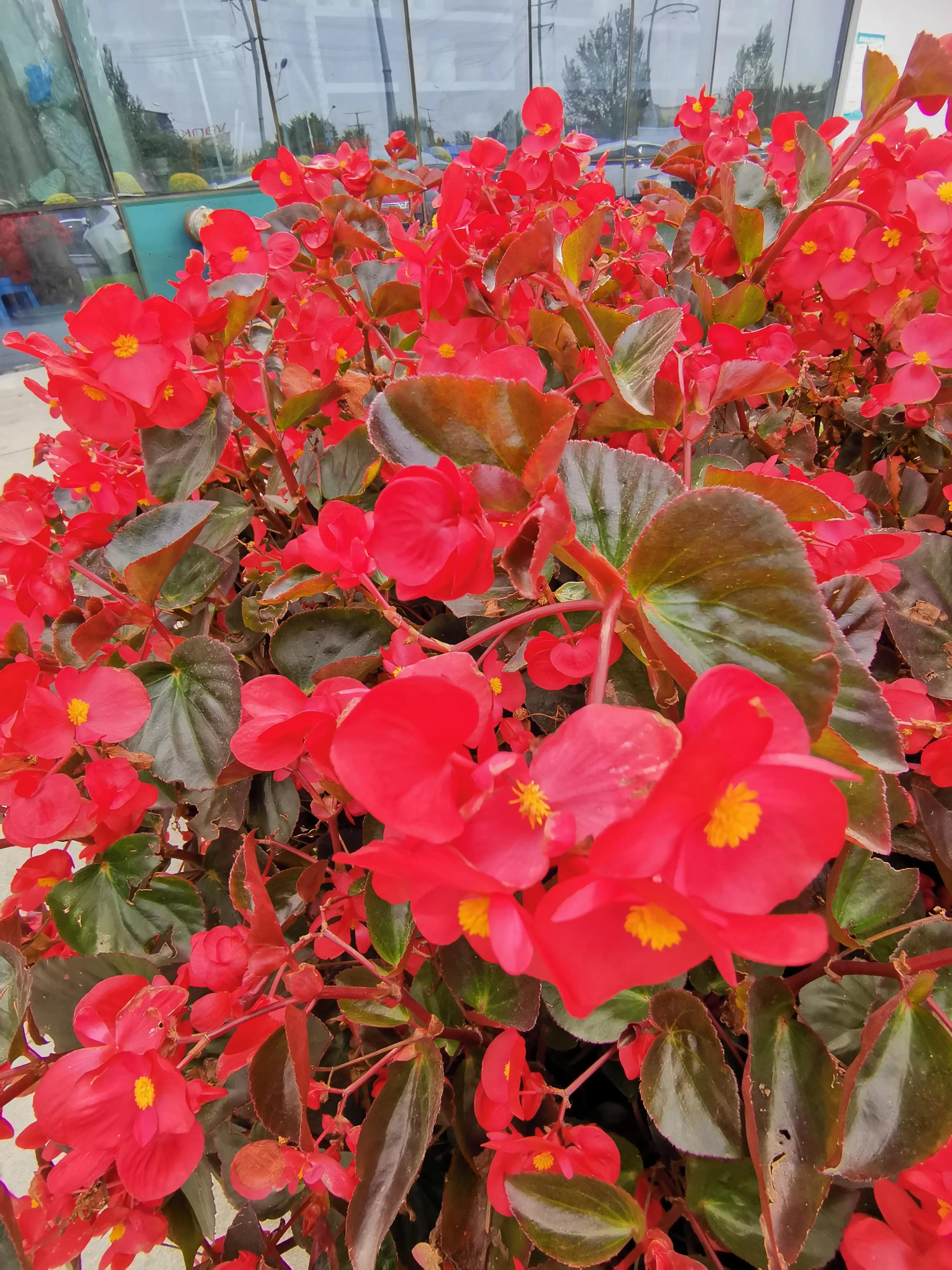 玫红四季海棠图片大全,玫红四季海棠的花语